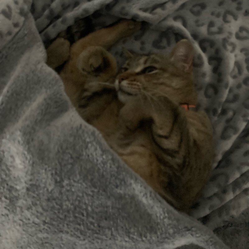 WALKING CATS logo