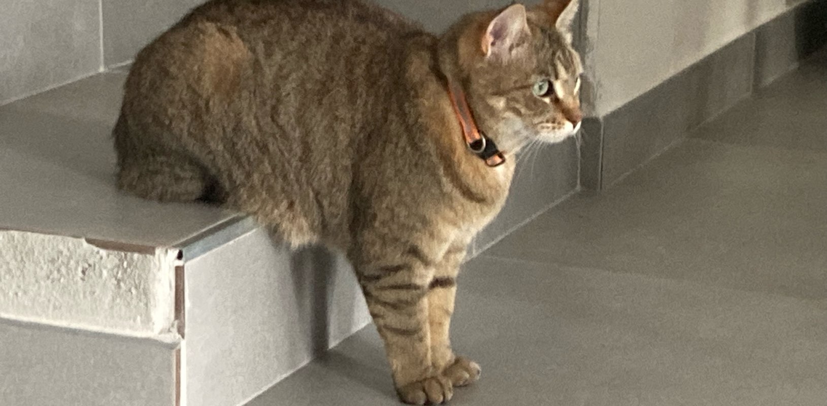 WALKING CATS banner