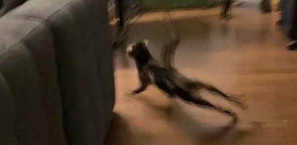 Amamos Los Gatos banner