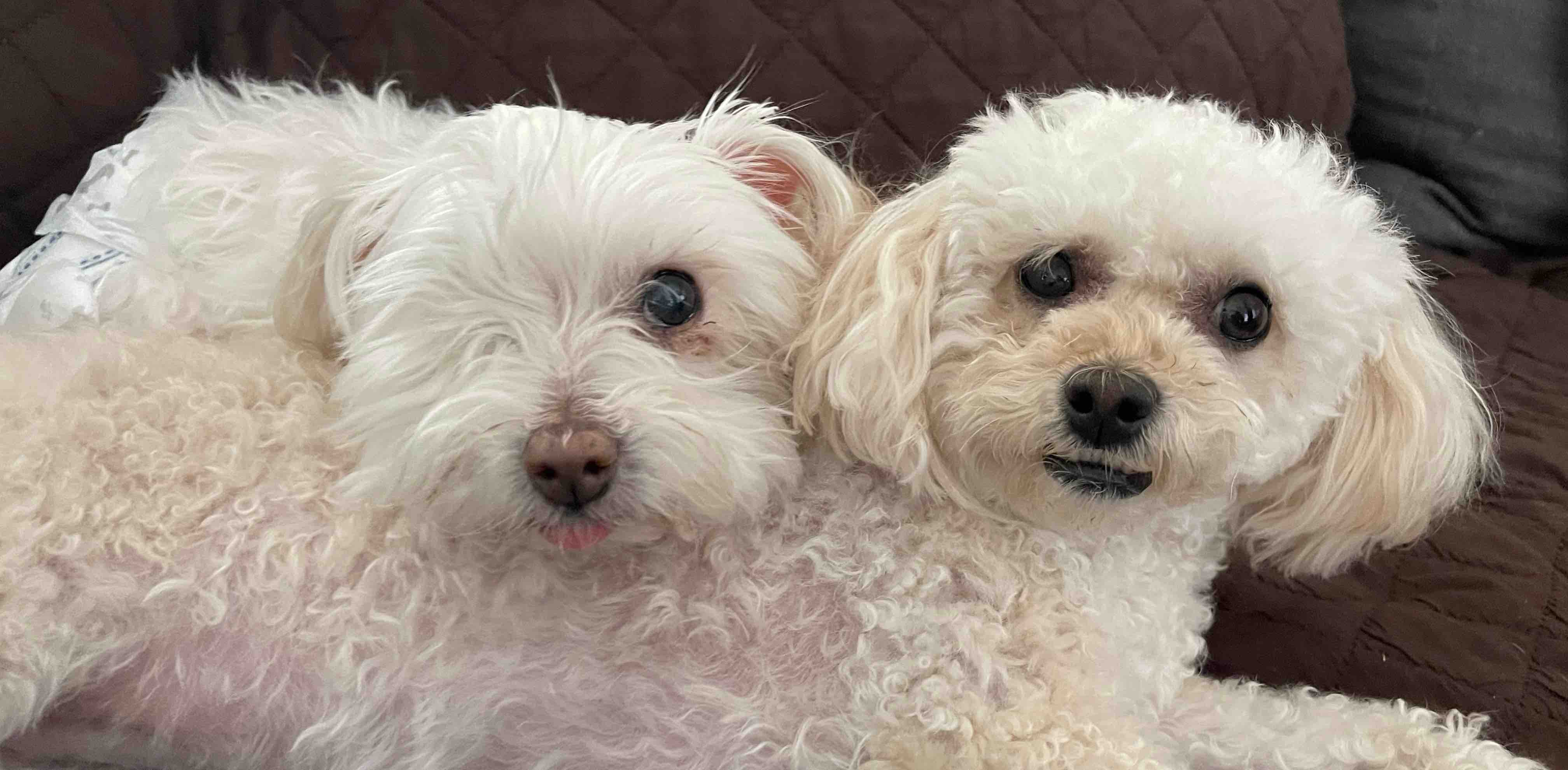 F R 🫶🏼 M I L Y banner