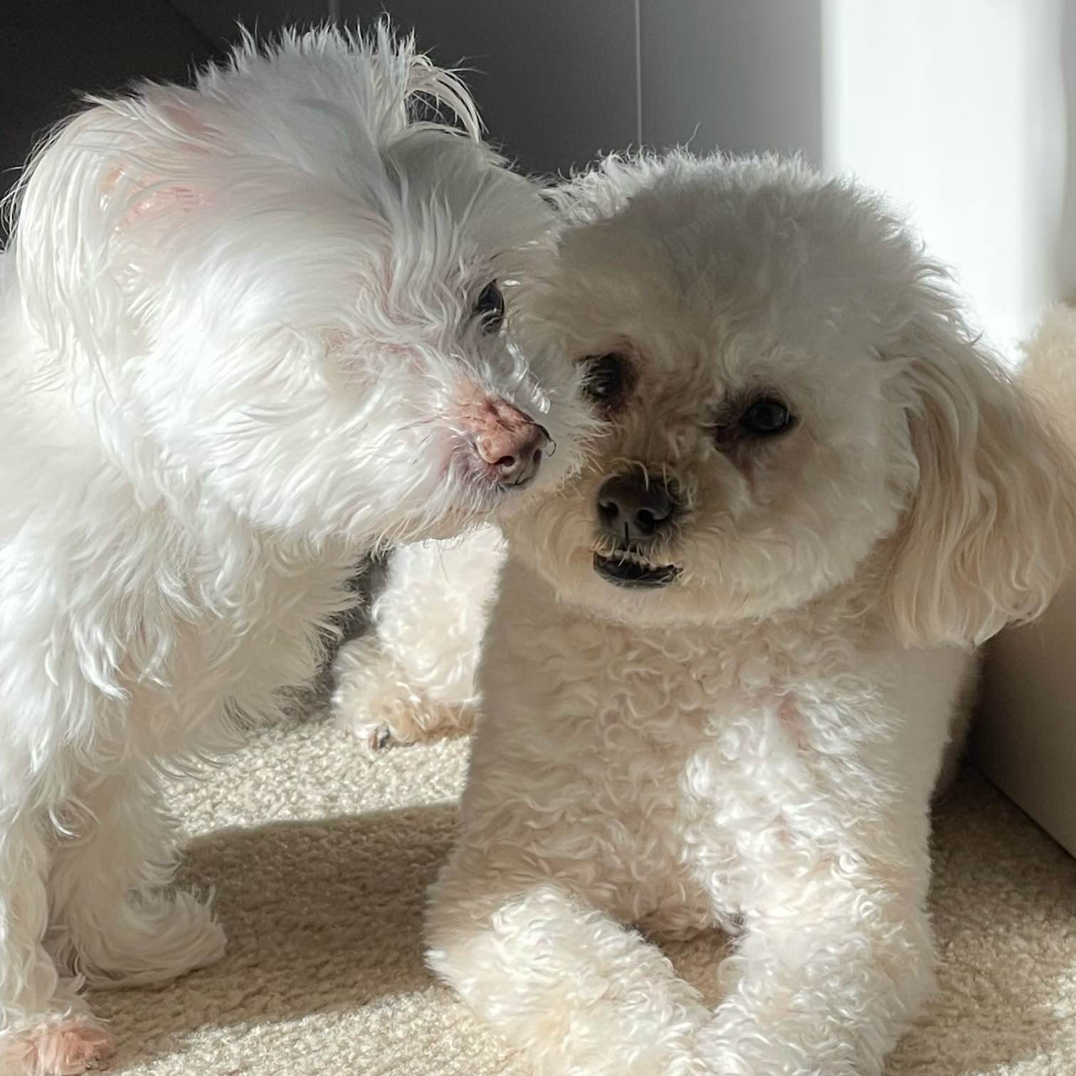 F R 🫶🏼 M I L Y logo