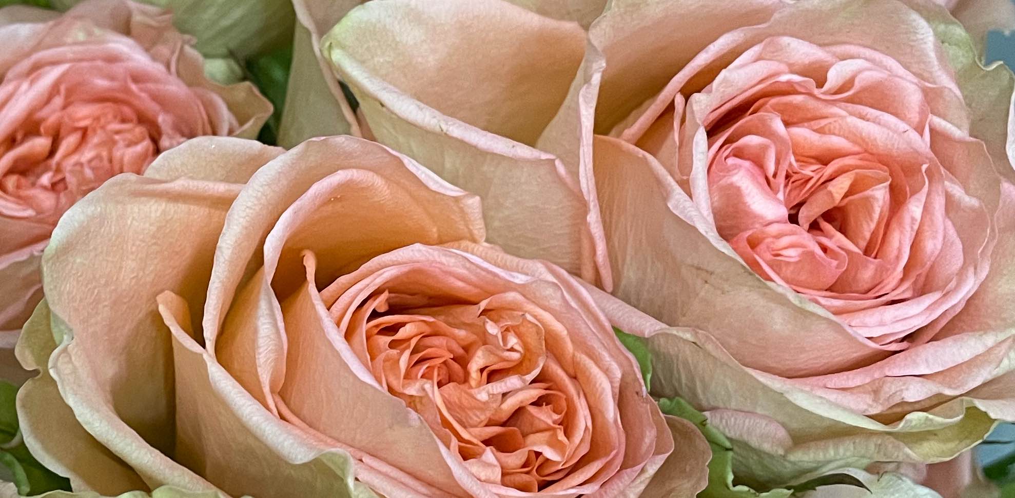 Ланьтерьер  banner