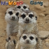 MaMoRo Gang logo