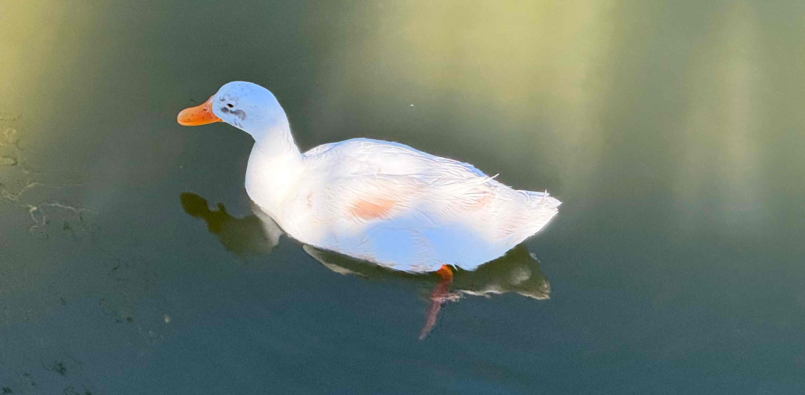 Hang on, let me overthink this banner