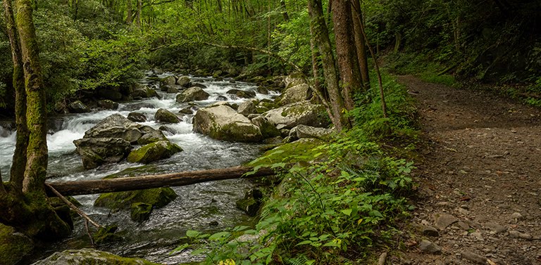 The Big Steppers banner