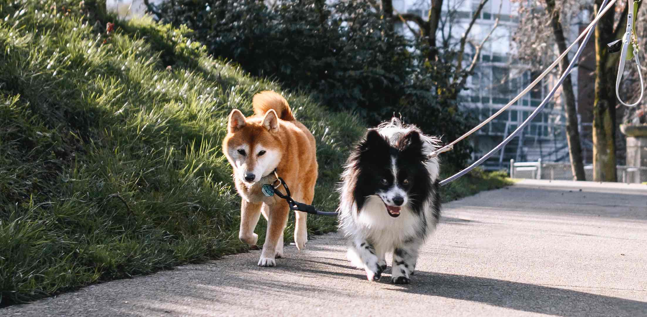 Sniff & Stroll Club banner
