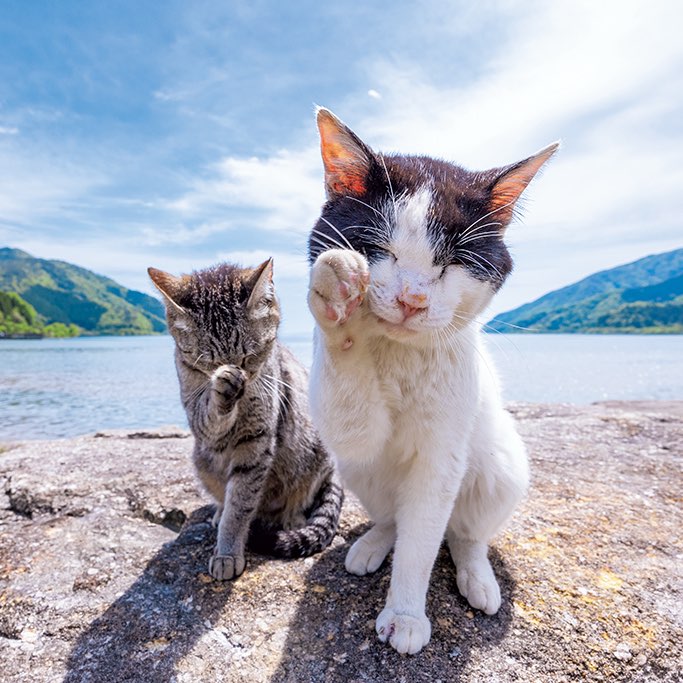 百特小野貓 喵 logo