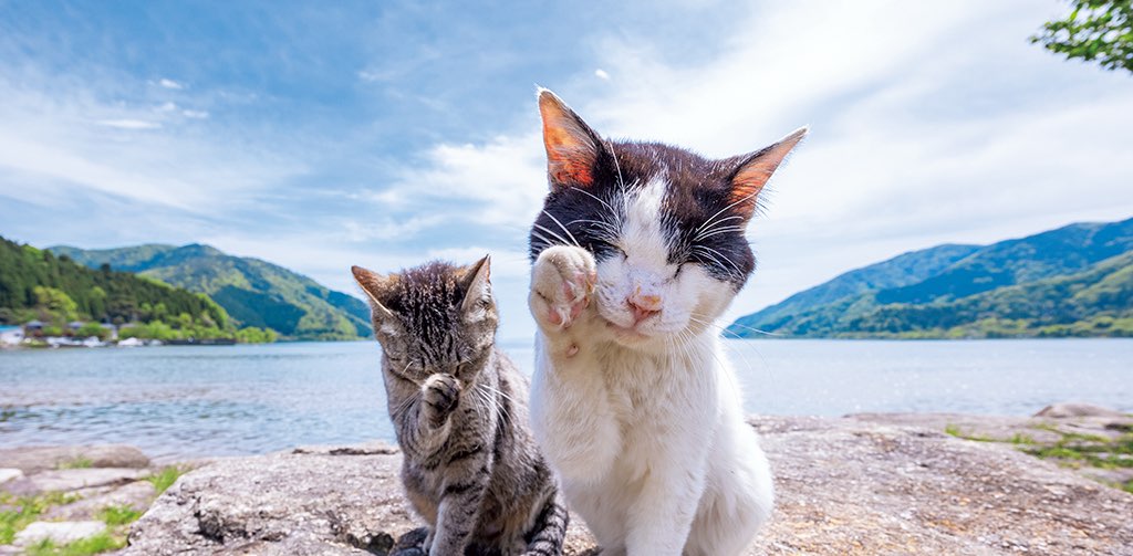 百特小野貓 喵 banner