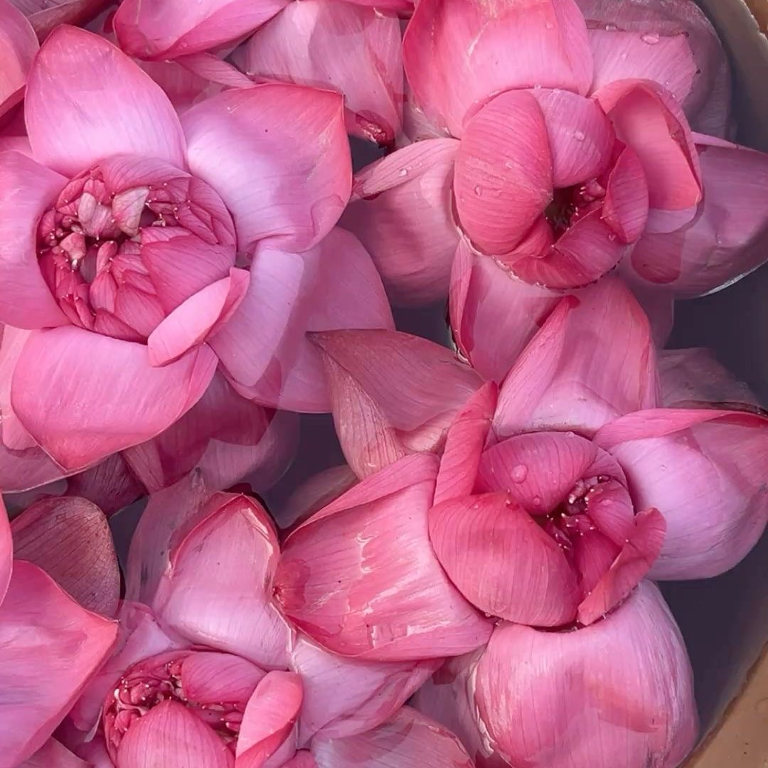 🏄🏻‍♀️ logo