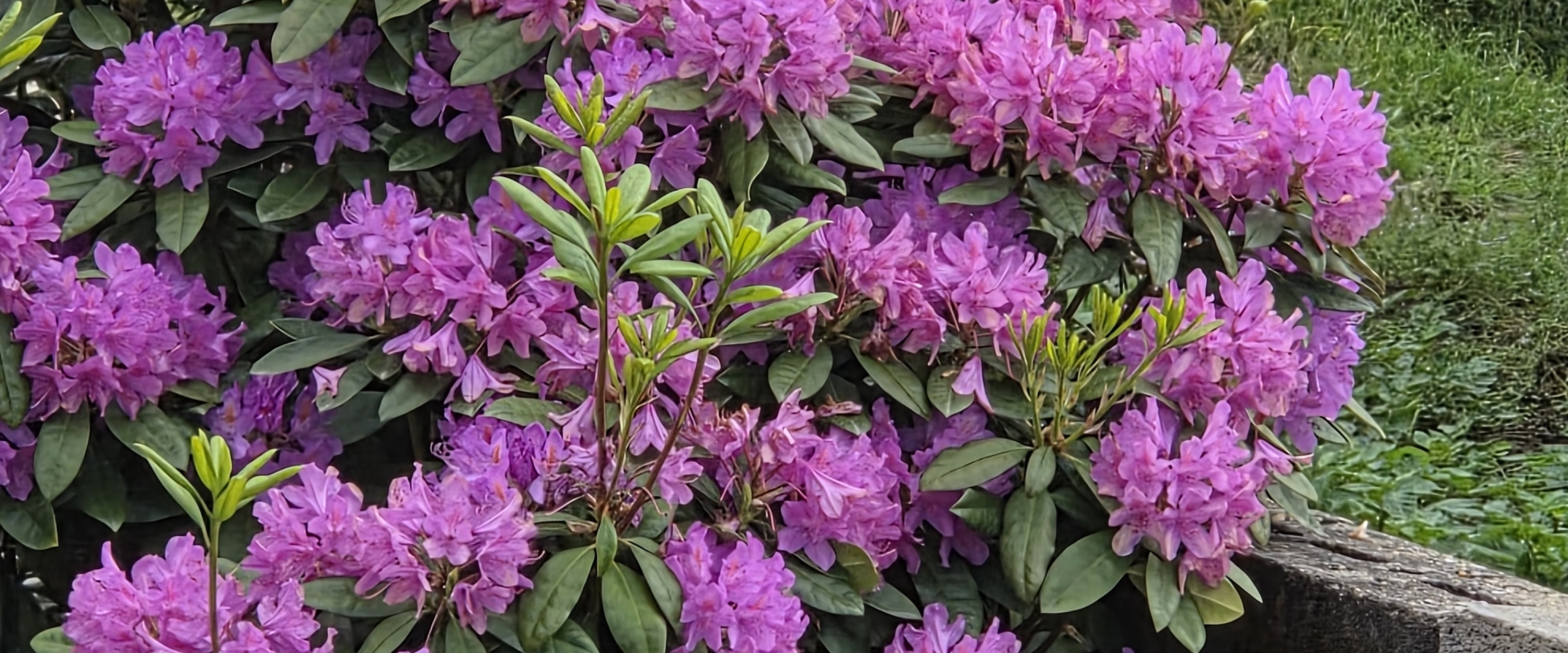 💕Walks 💕 banner