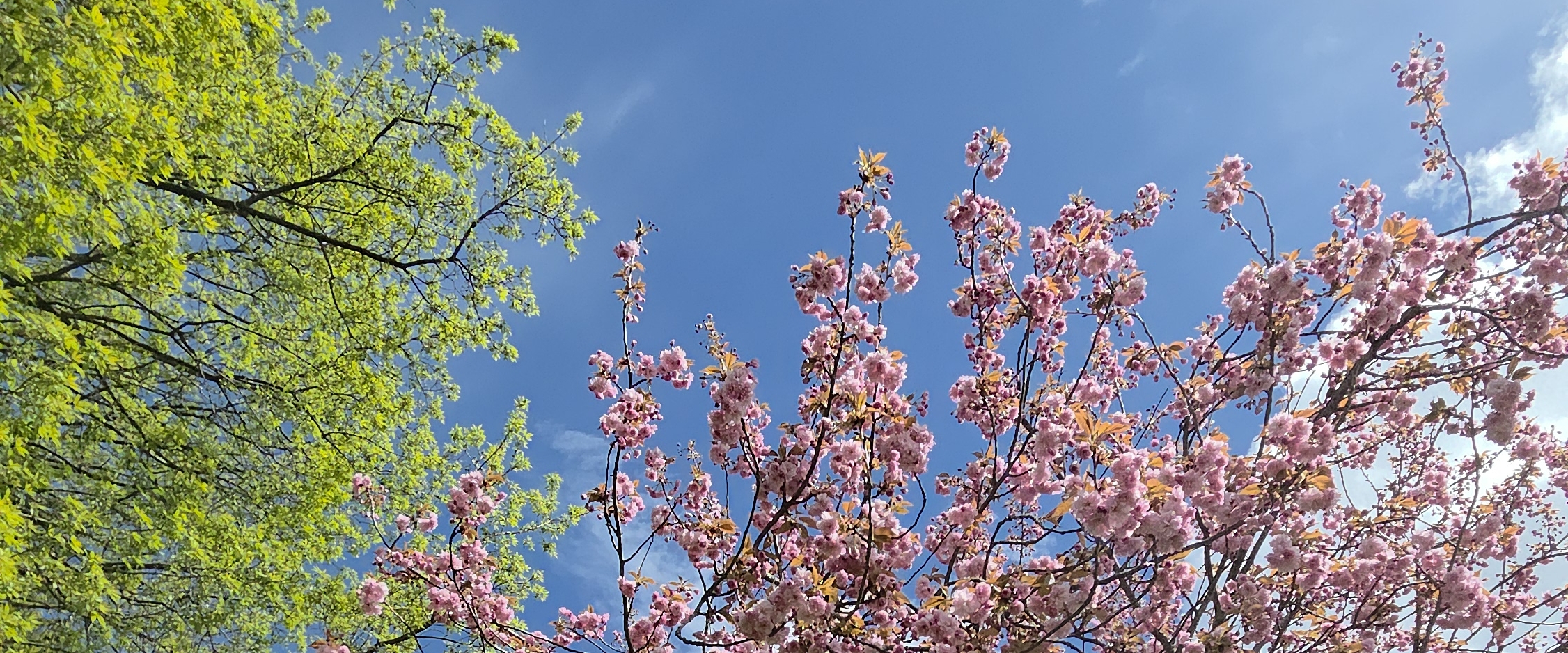 💕✨️HAPPY  WALKS ✨️💕 banner