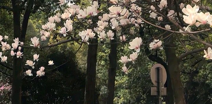 kitty walks🌸 banner