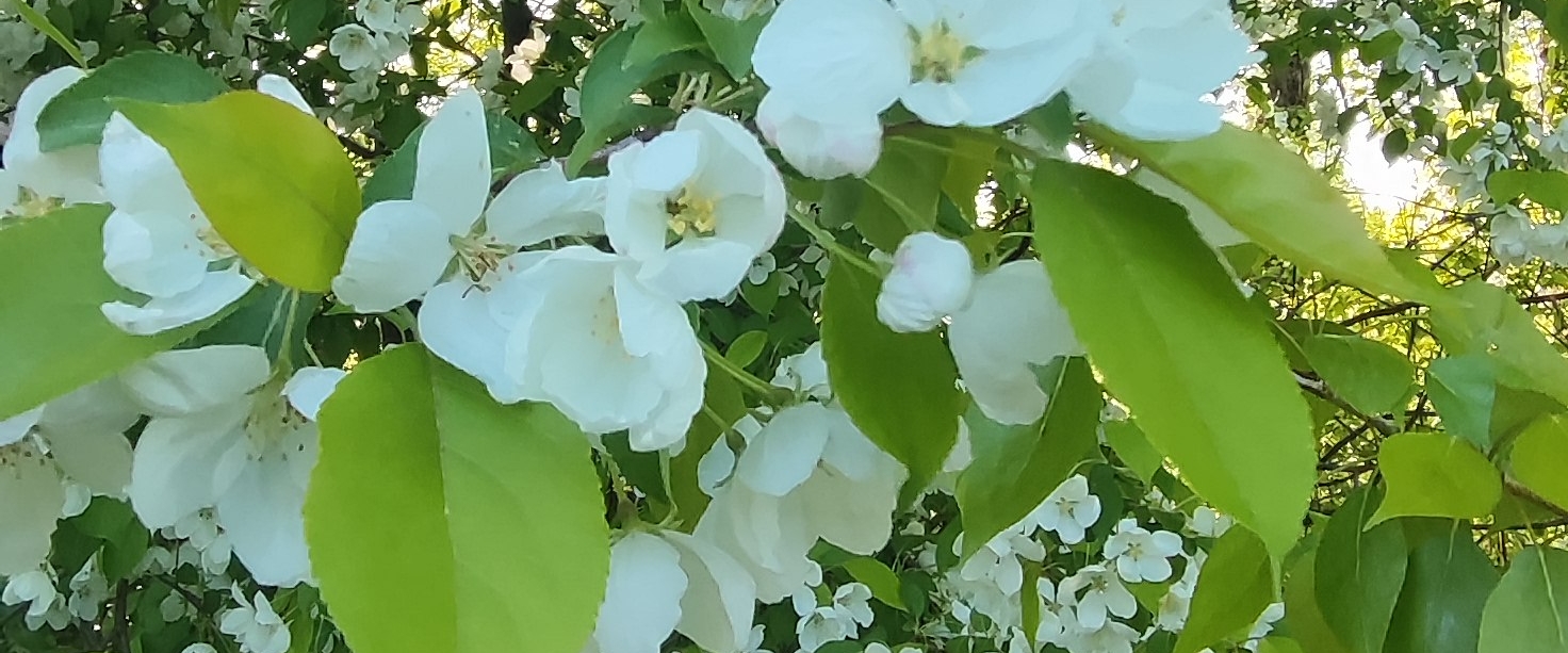 шагайнегрусти banner
