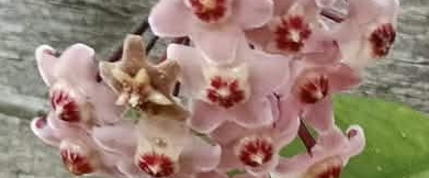 flower power banner