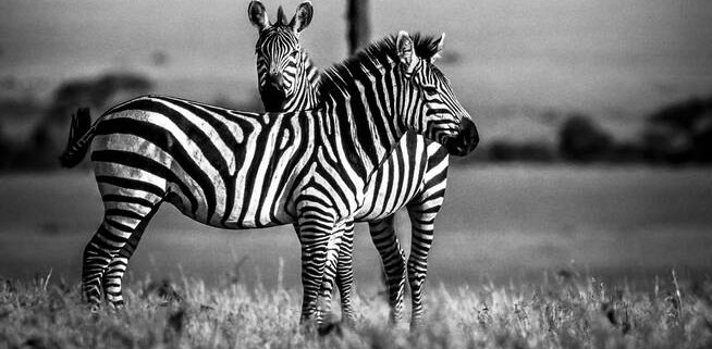 Investec GCM banner
