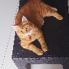 Billi logo