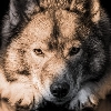 Herausforderung logo
