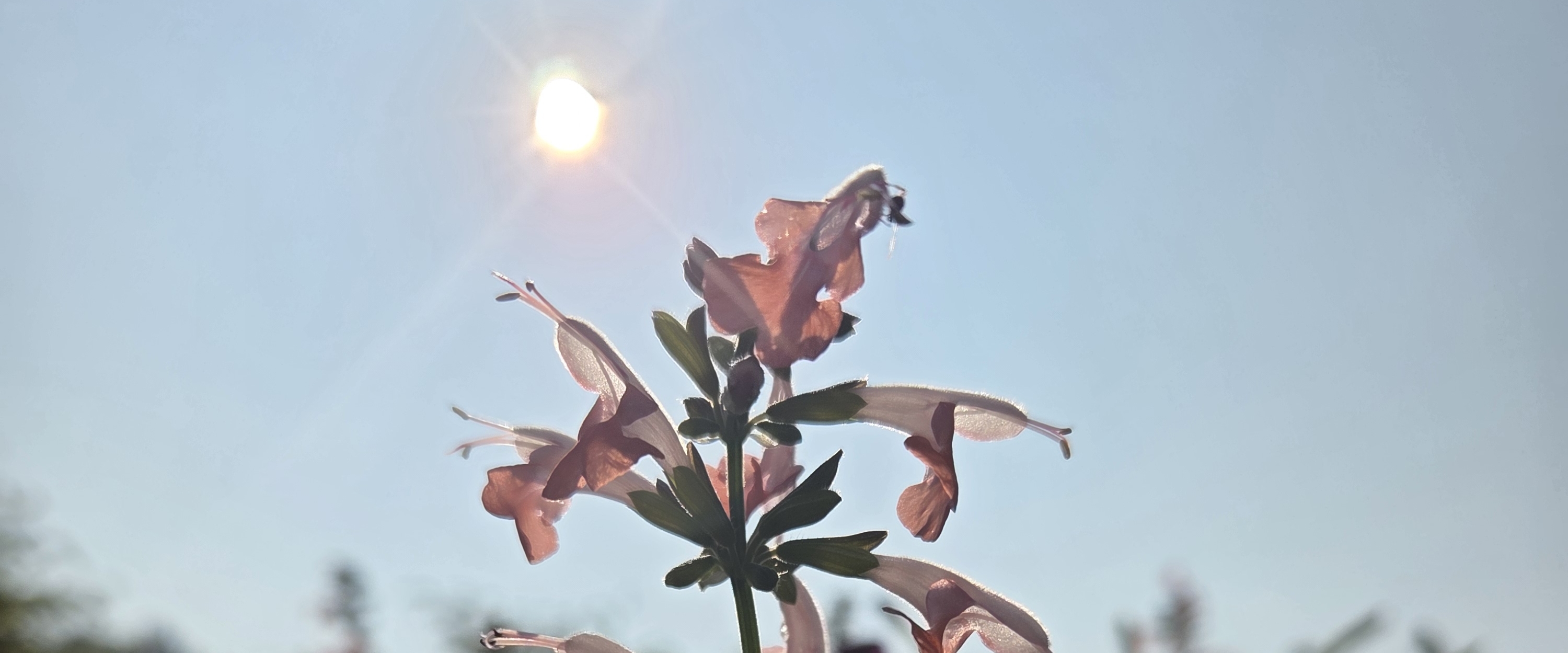 تحدي الخطوات banner