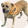 AM Walkers logo