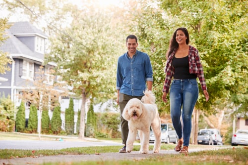 Man and woman walking large dog down the street