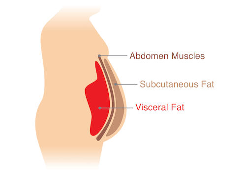 Stomach fat types diagram