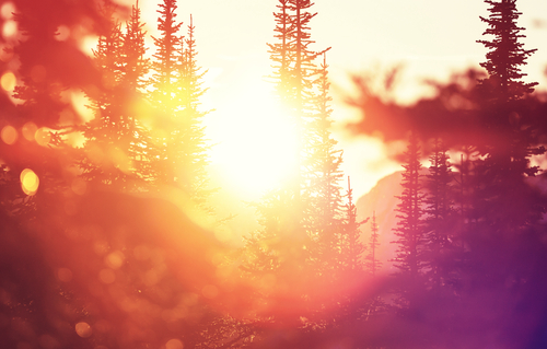 Sunlight through a forest in winter