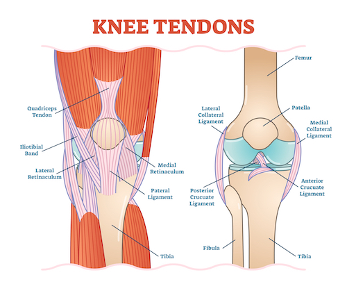 Diagram of the knee joint