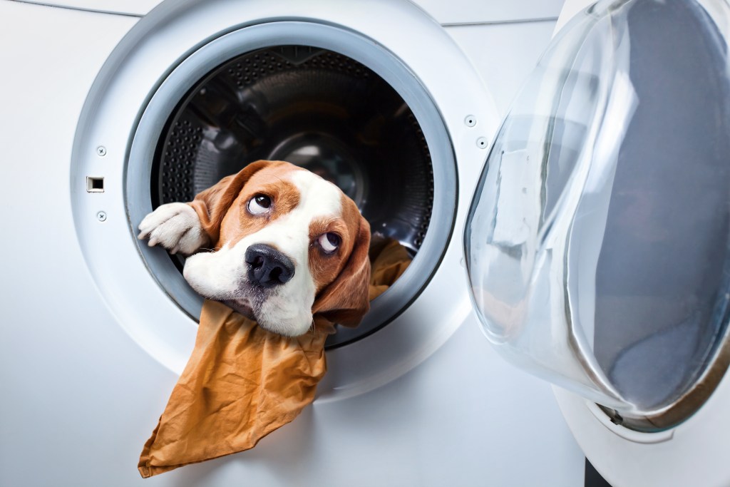 A dog trying to join a step challenge by jumping into a washing machine