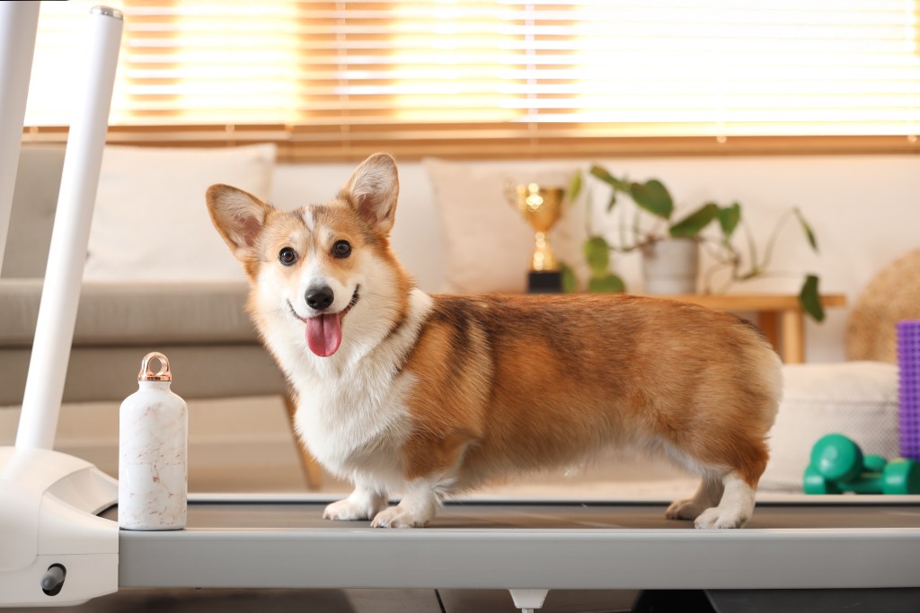 A corgi trying to do step challenge on a treadmill