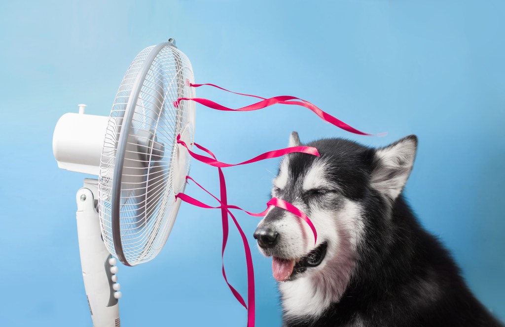 A Husky dog is trying to cheat in step challenges by using a fan