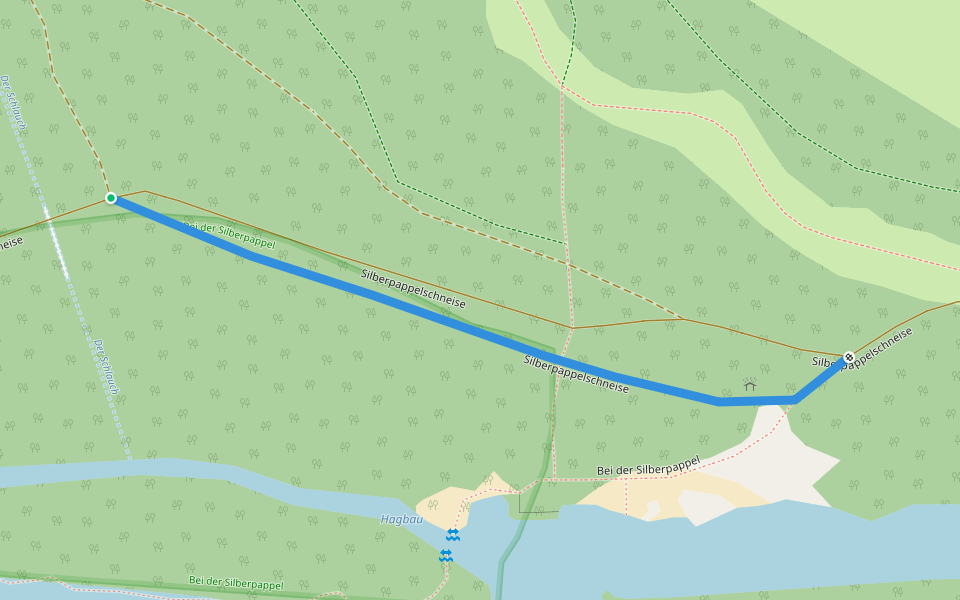 Silberpappelschneise