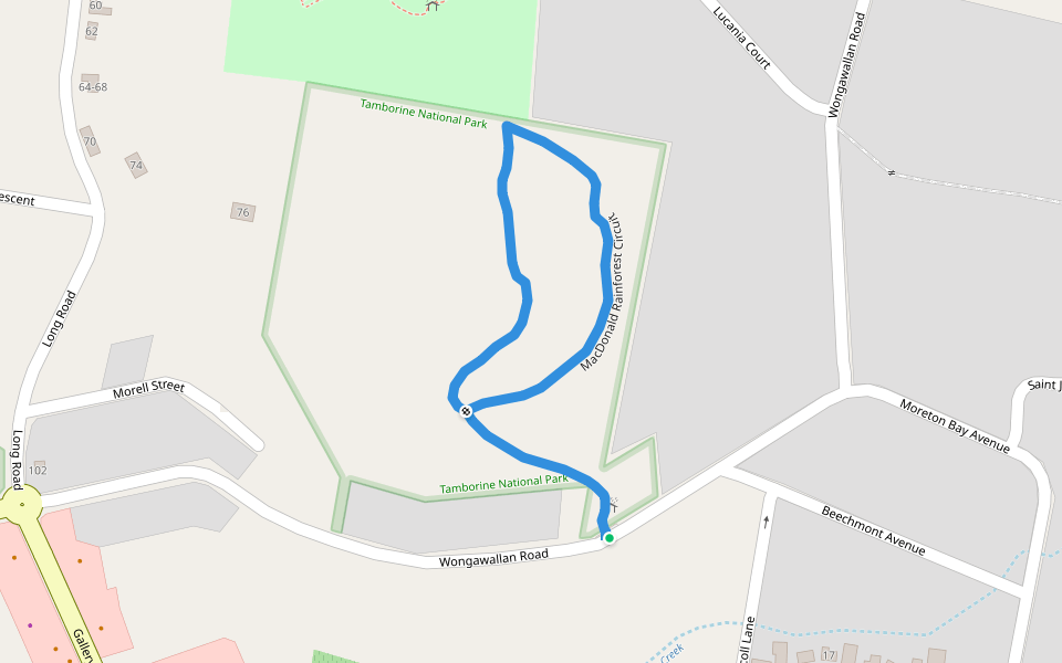 MacDonald Rainforest Circuit Walking And Running Trail Tamborine