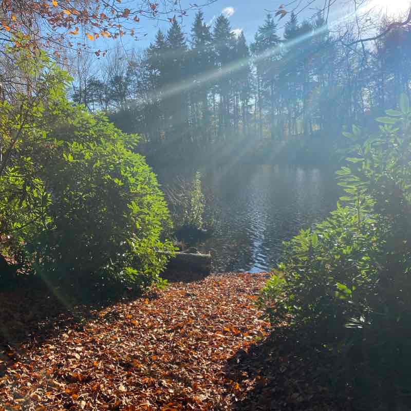 Comer Woods - Dudmaston