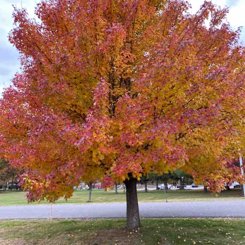 Albany rural cemetery