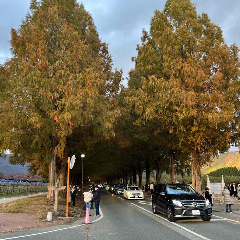 メタセコイア並木道ロード