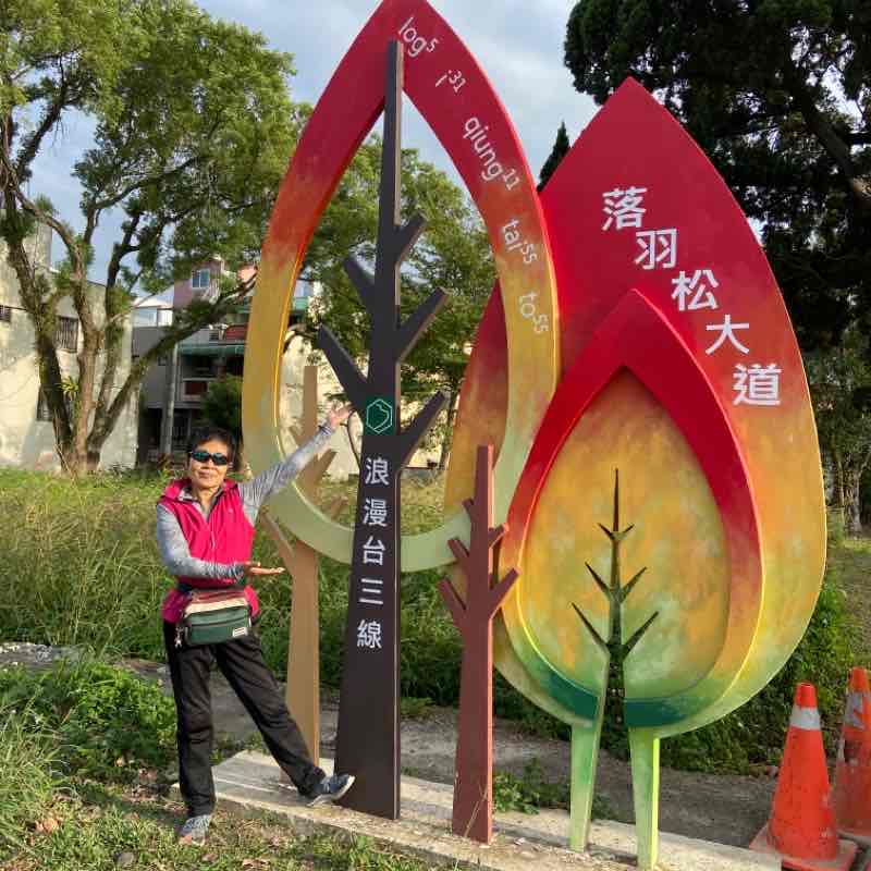 桃園大溪落羽松大道