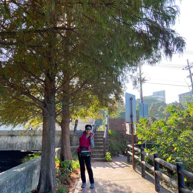 八德霄裡落羽松