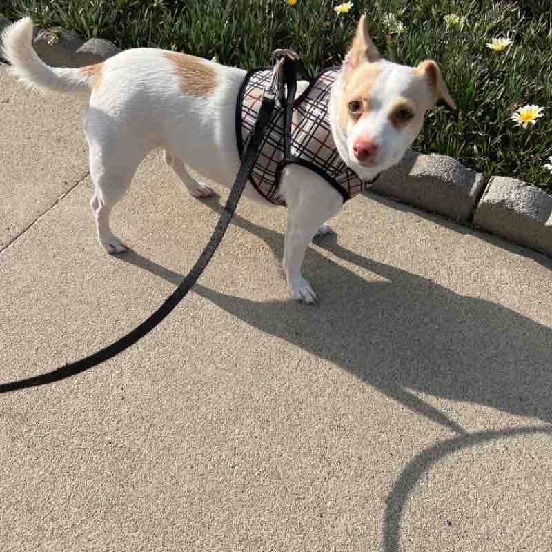 Ginger Pie Wed Dec 8