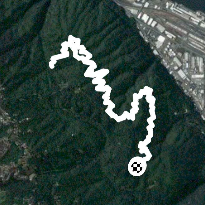 Forest park. Wildwood from birch.