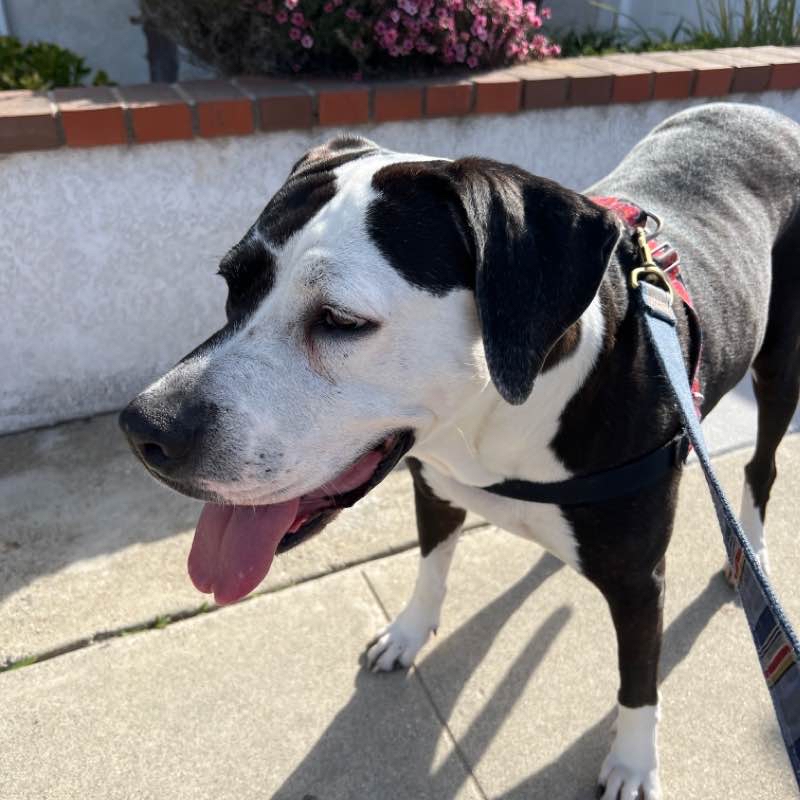 Sophia and Simba Fri AM Jan 28