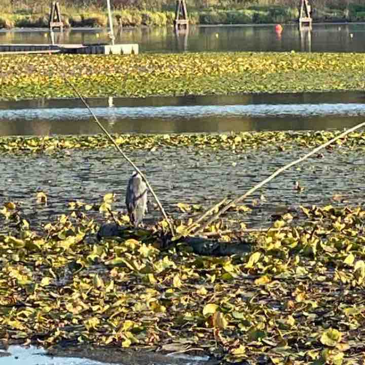Burnaby lake 01 Oct 2022