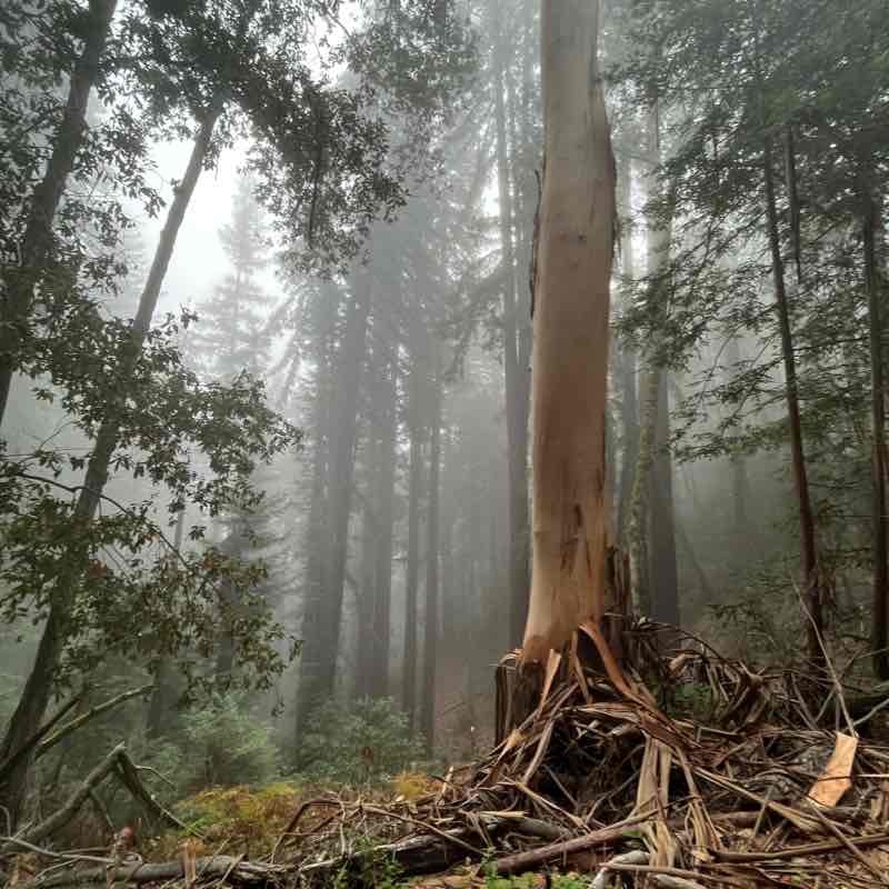 Arrows trail