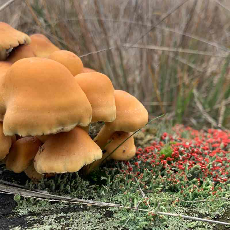 Heide gebied (Heath area)