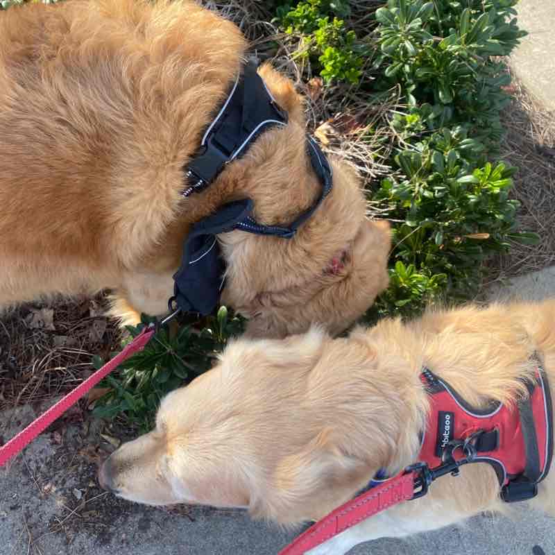 Nemo and Dory Thu PM October 6