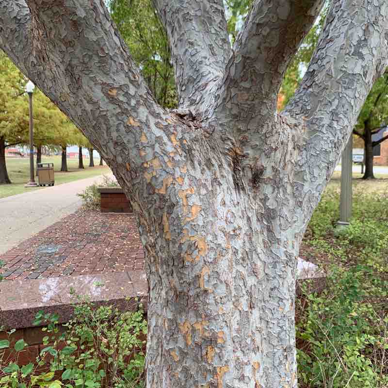 Legacy Trail, Norman, Oklahoma