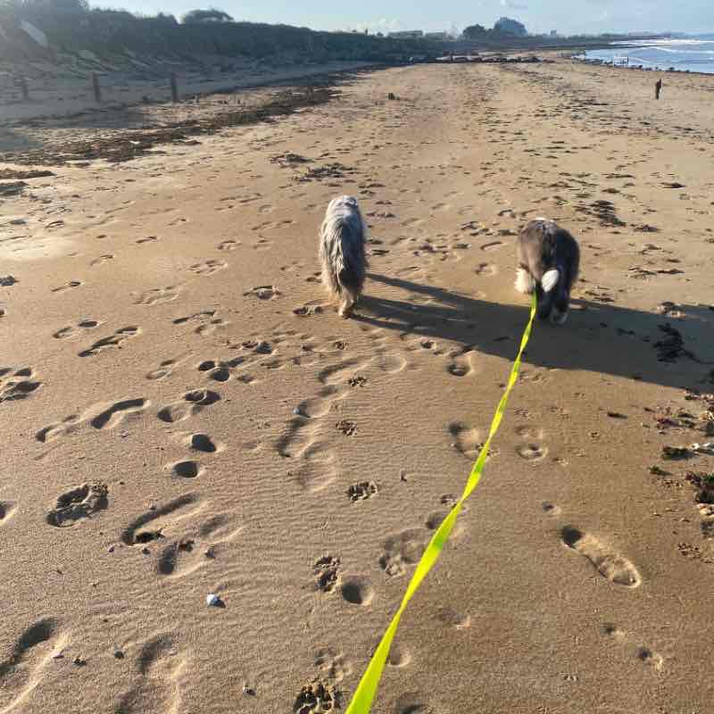 La promenade des bearded colley