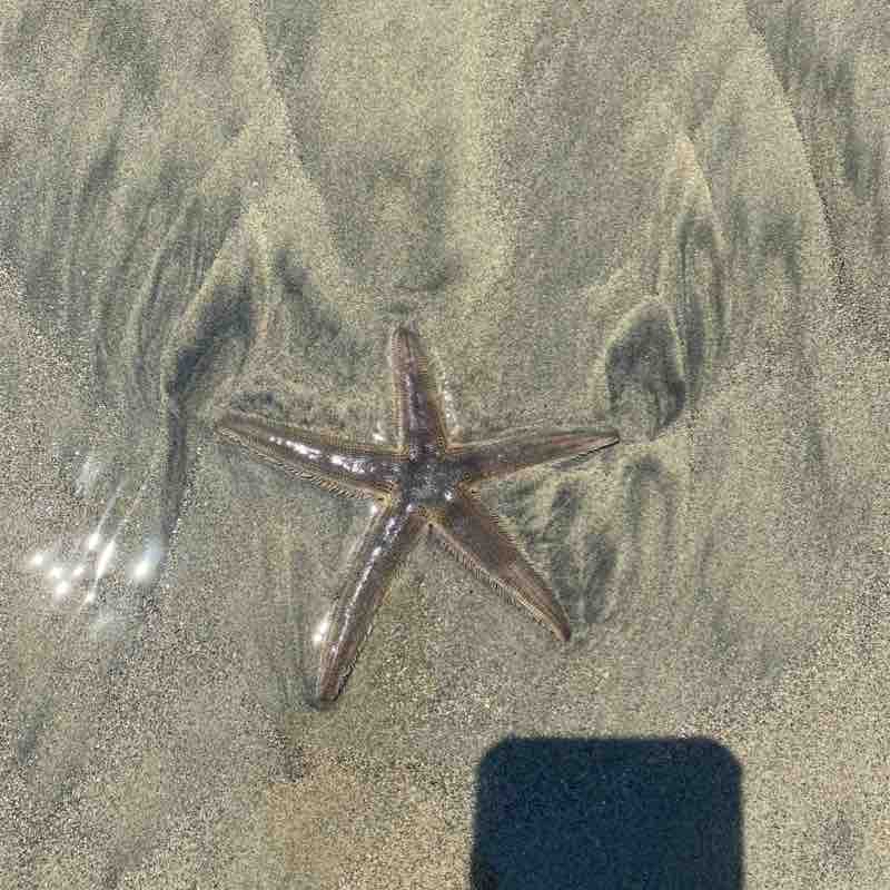 Nuevo Vallarta beach