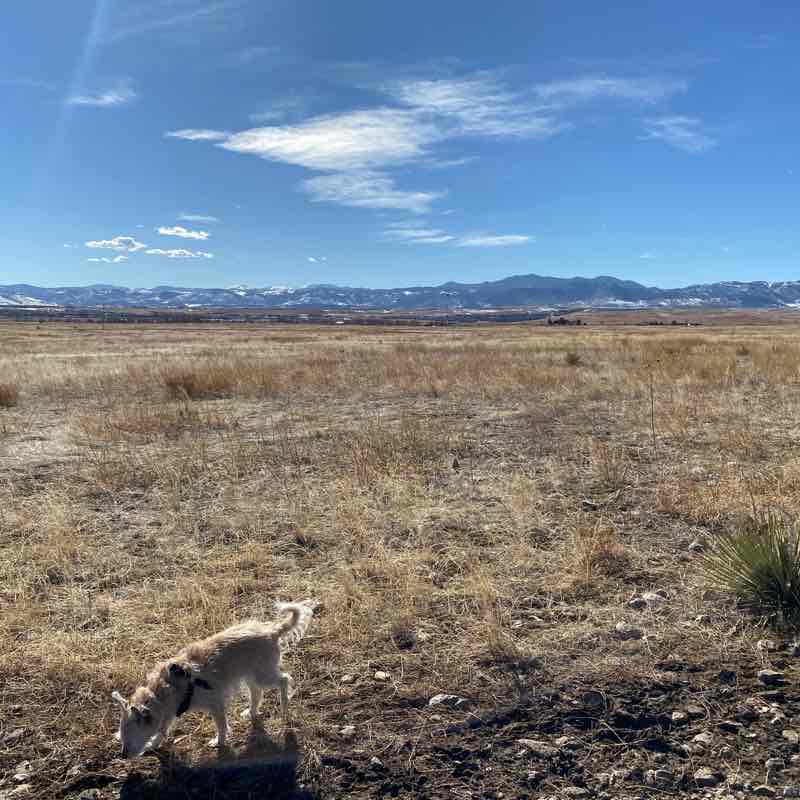Westminster Hills Off-Leash Dog Park