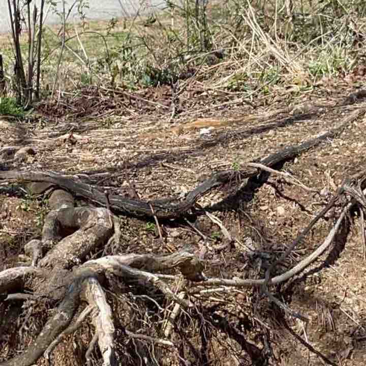 Sunday Walk Muddy Creek