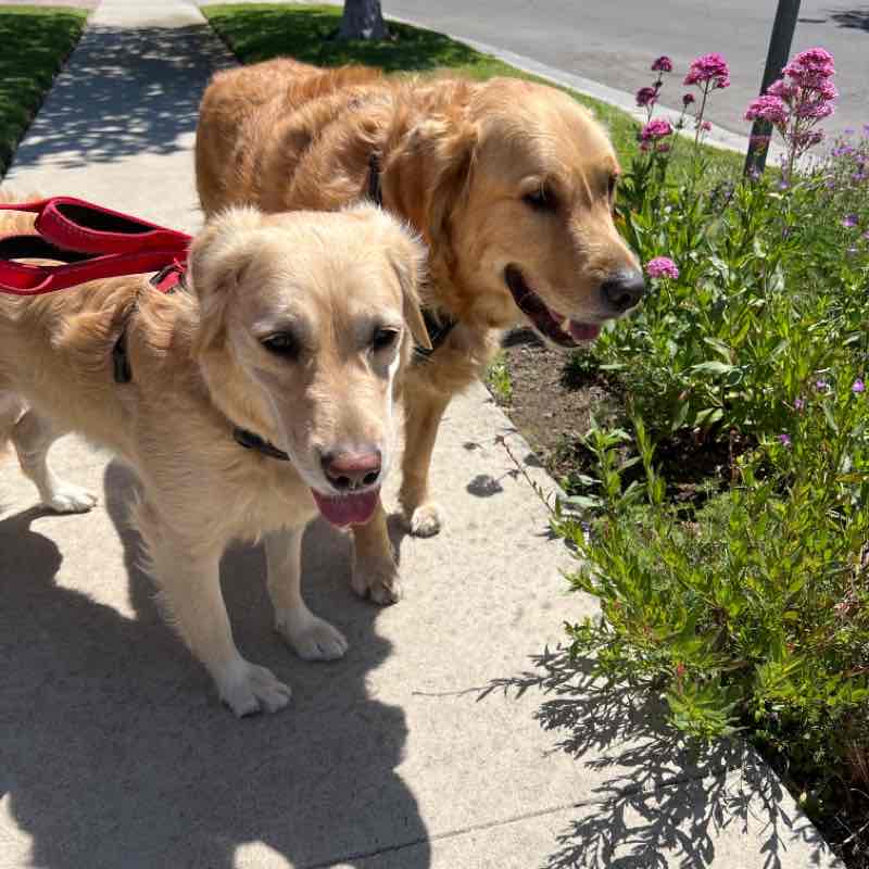 Nemo and Dory Wed Noon Apr 13